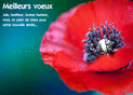 Fleurs de coquelicots pour une joyeuse ann&eacute;e